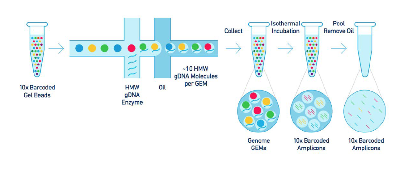 séquençage-cellule-tumorale-10x genomics chromium